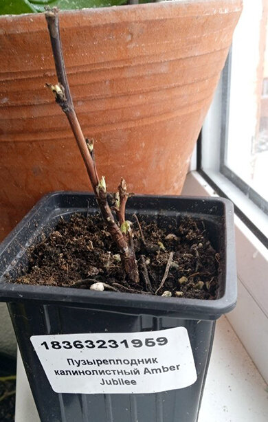 Пузыреплодник Янтарный Юбилей