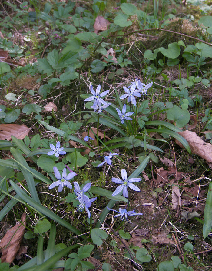 Scilla monanthos Пролеска одноцветковая, в природе Западного Кавказа.