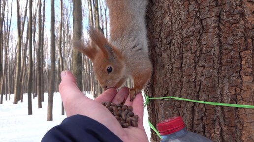 Опять сорвали кормушку