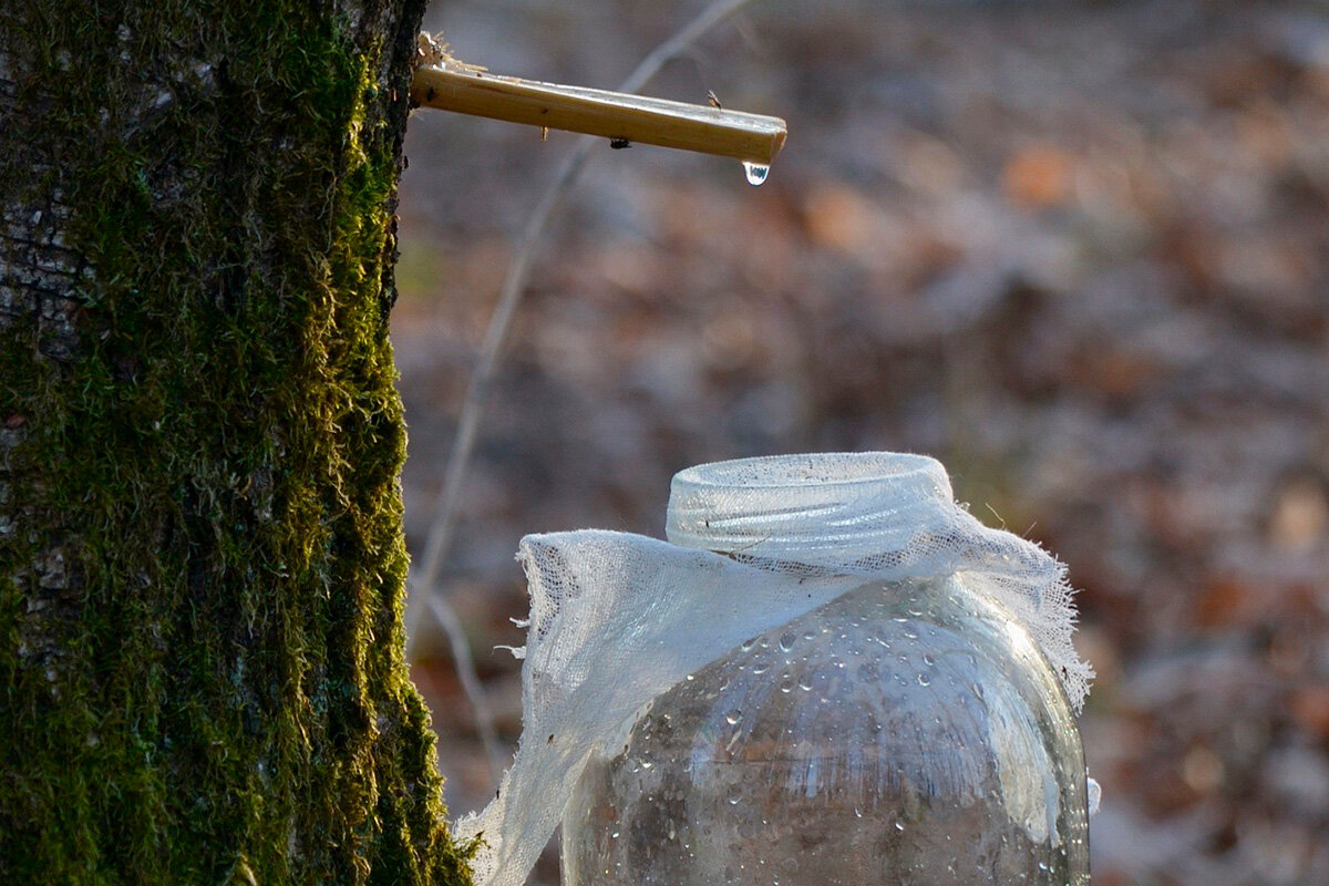    Фото: P_Skutulas / Pixabay.com