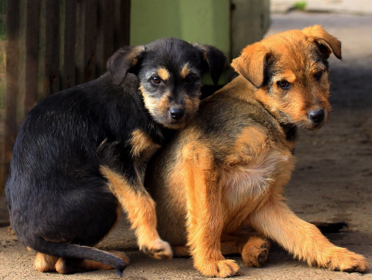 Фото из свободного доступа сети Интернет