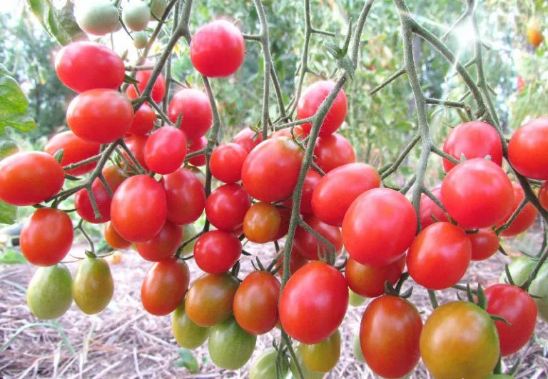 Девочка идет по дороге. Мужчина на распутье. Не спеша эффективно и правильно путь разработки. Выбор жизненного пути. Не спеша эффективно и правильно путь разработки.