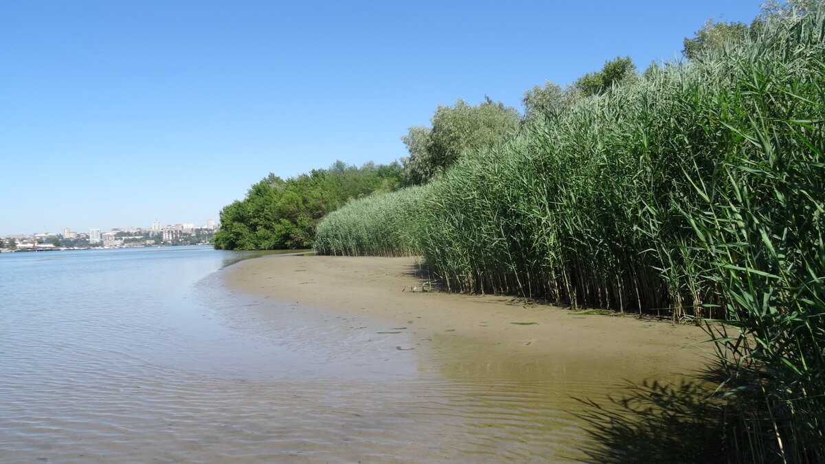 Тёплое песчаное мелководье на берегу Дона с зарослями тростника