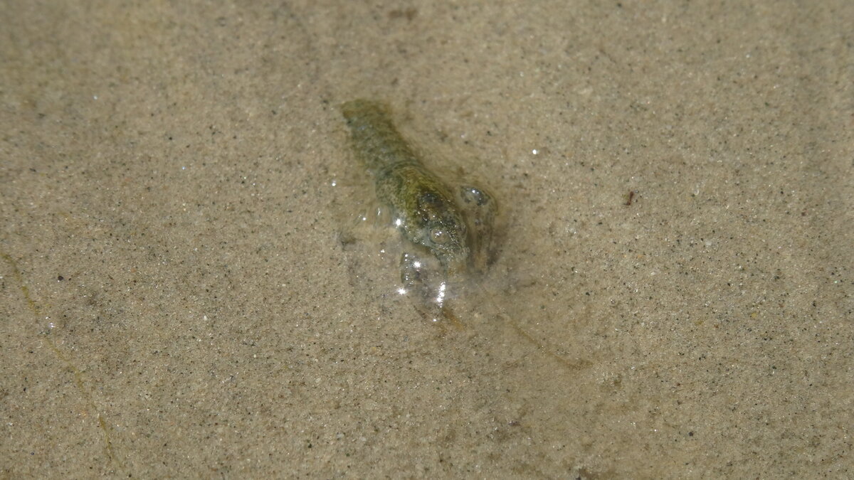 Маленький рак, прижатый поверхностным натяжением воды к песку, что, однако, не мешает ему охотиться на мелководье