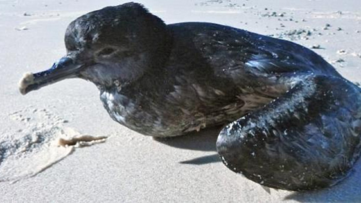 В 2013 около 3 млн тонкоклювых буревестников таинственно погибли во время возвращения в Австралию после миграции. Голод заставил птиц беспорядочно поедать вулканическую пемзу. После чего птицы умирали в течение 12-41 часов. Источник: https://21mm.ru/