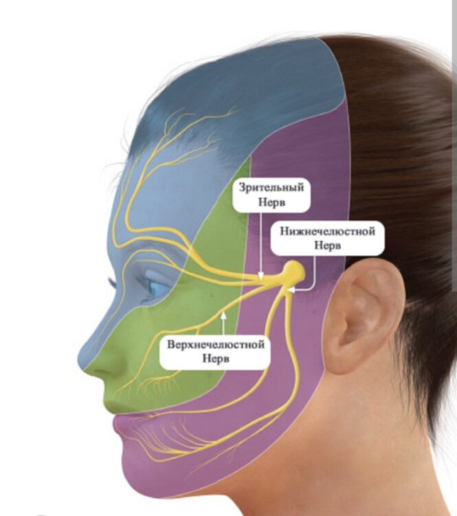 Тройничный нерв <3