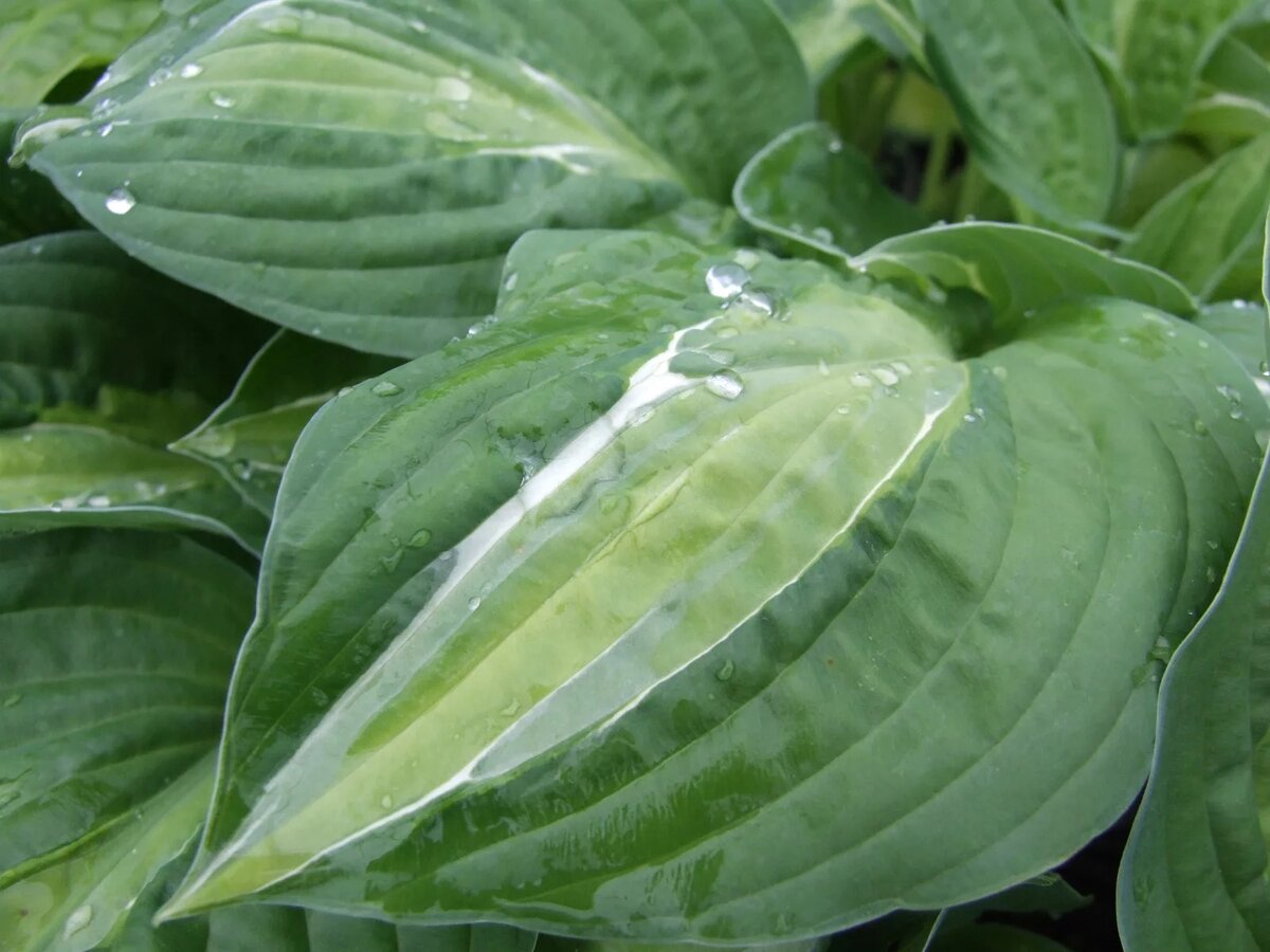 Хоста амос. Хоста морнинг. Хоста обзор. Хоста гибридная pizzazz. Хоста гуднес кратиос.