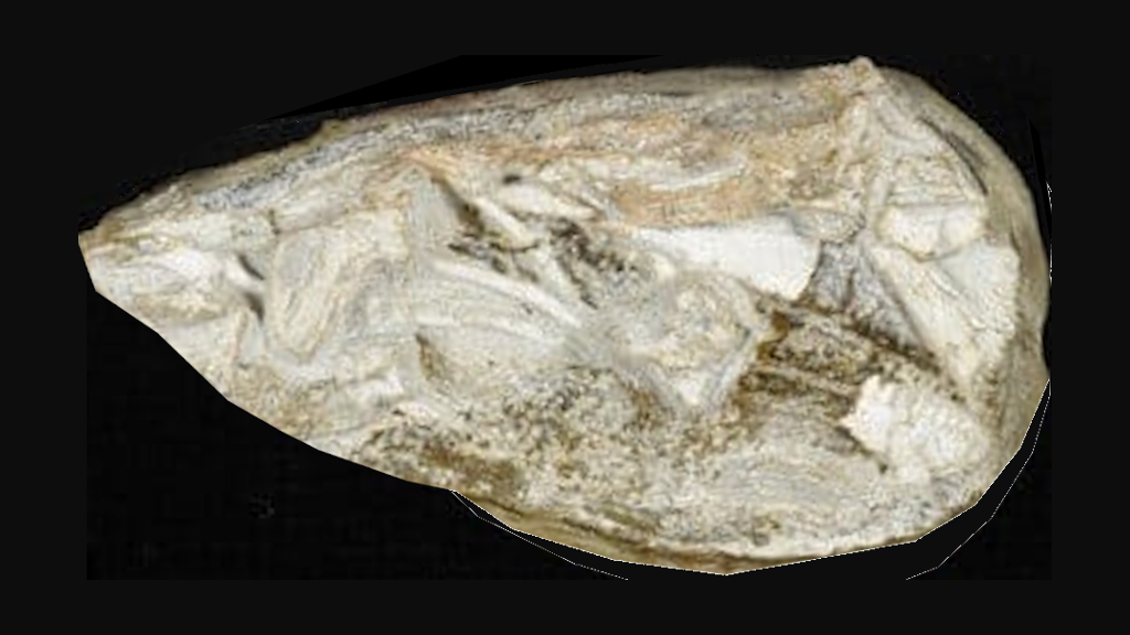 Вот примерно в таком виде палакродона и нашли.