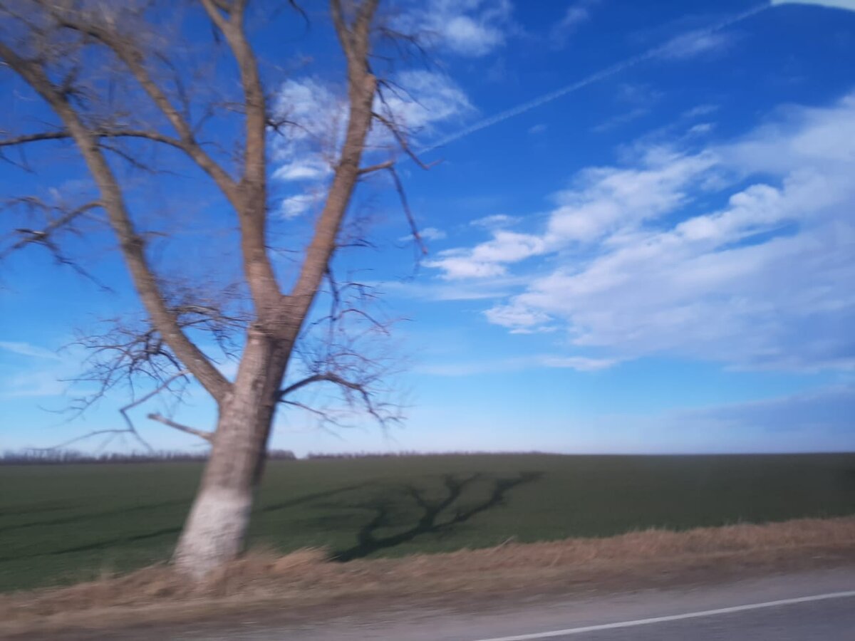 Зацепиться корнями за землю. Фото Елены Погореловой