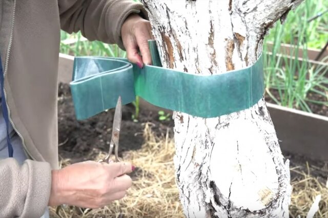    Фото: кадр видео