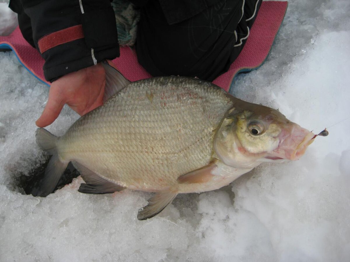 На мормышку. Фото: Лодочник