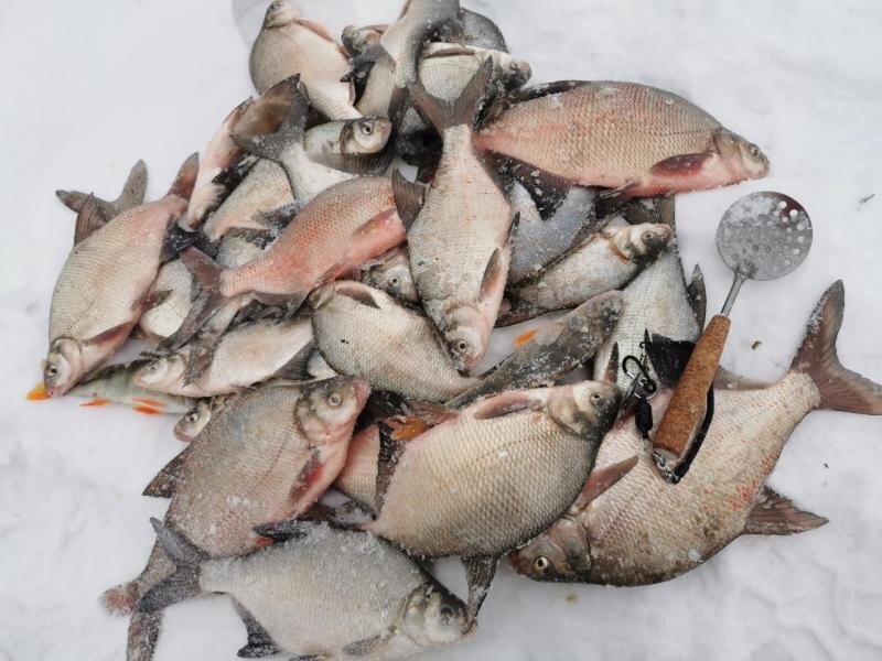 Лещ со льда в глухозимье. Фото: Лодочник