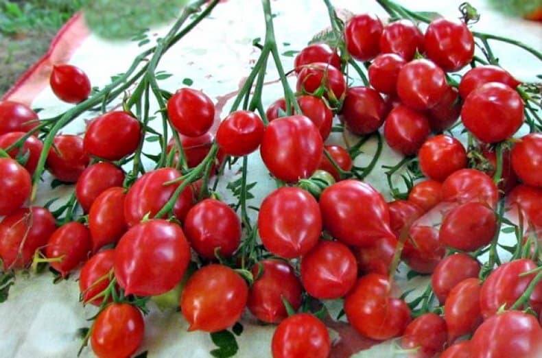 🍅 КАРАМЕЛЬ  
Раннеспелый (98-105 дней) гибрид.