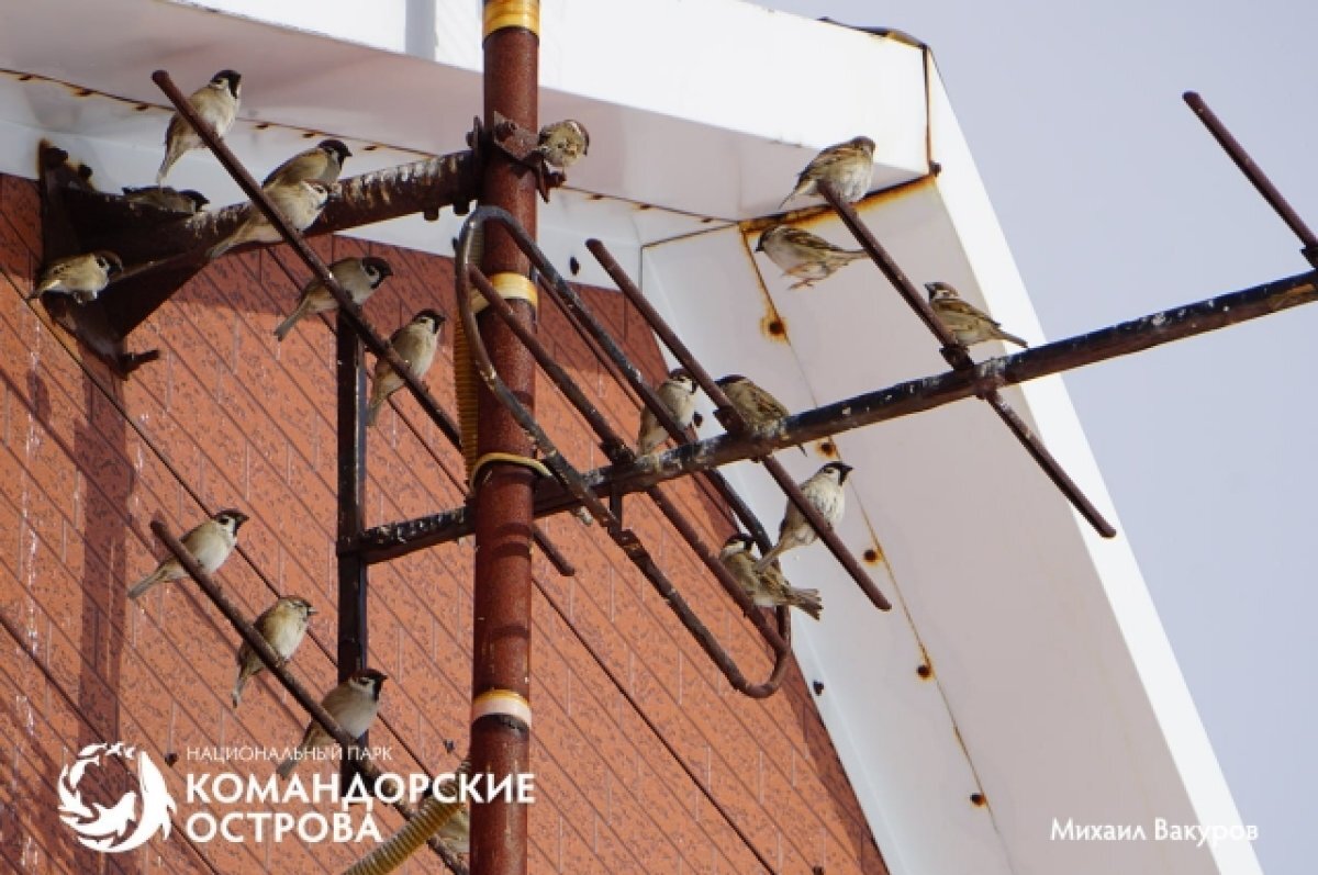    На Командорах ученые насчитали 176 воробьев