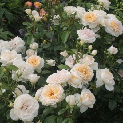 Lions Rose