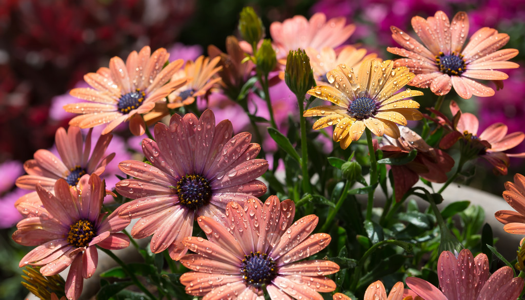 https://happymodern.ru/osteospermum-foto/