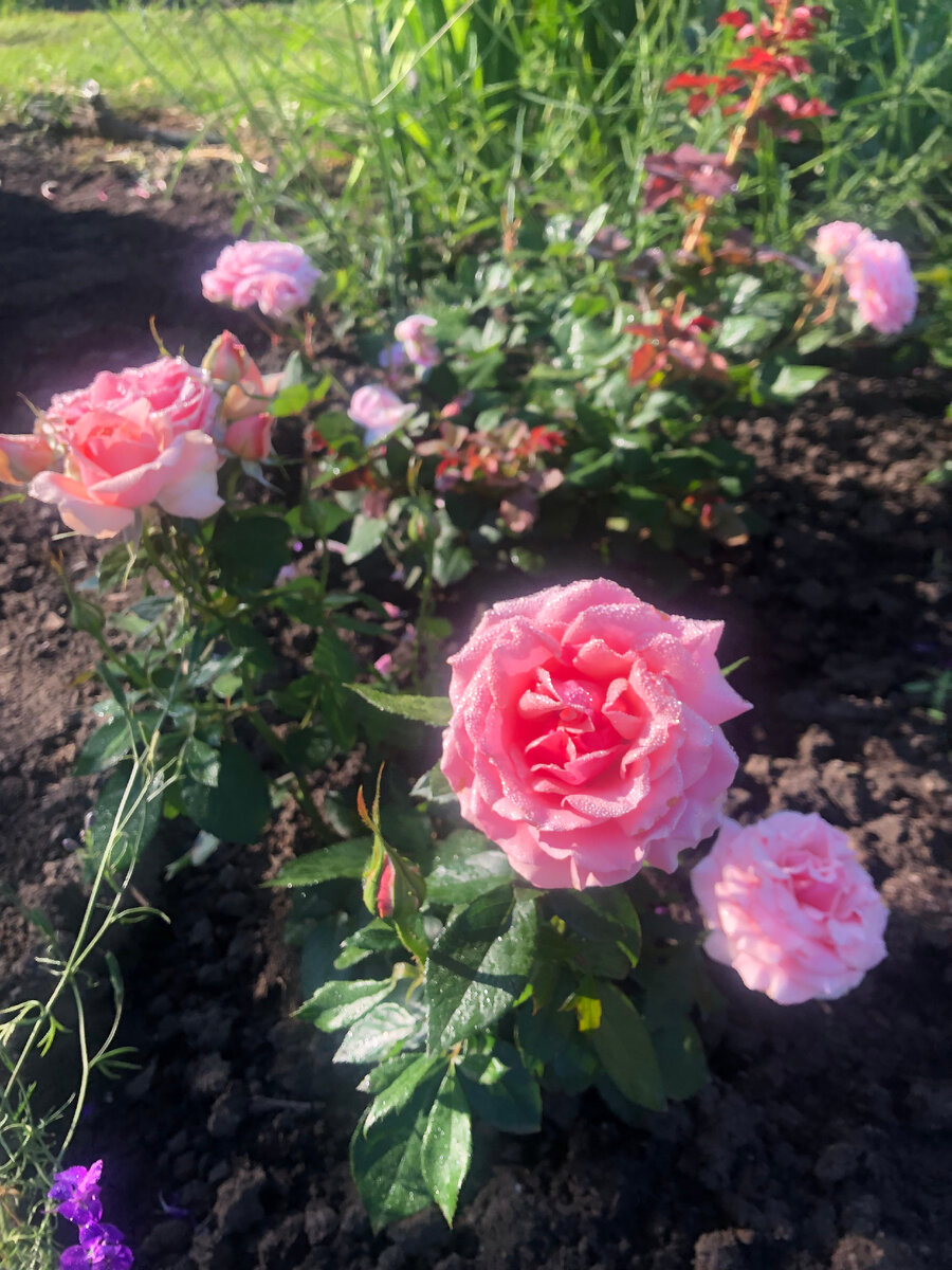 роза Поэзия, фото автора.