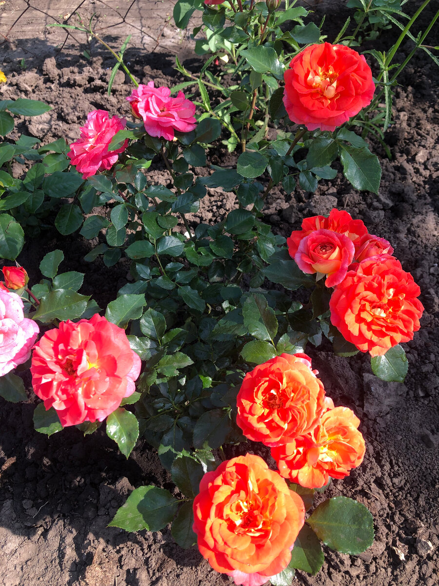 роза Братья Гримм, фото автора