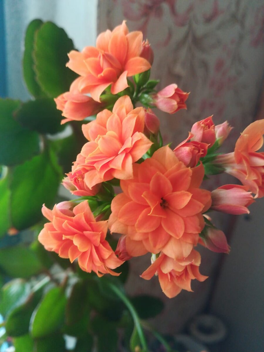 Каланхоэ цветущий во всю мощь 