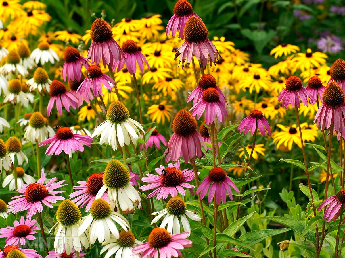 Миксбордер аптекарский огород. Анютины глазки и петунии на клумбе. Миксбордер хайди клум. Миксбордер рокарий. Растениям в саду быть.