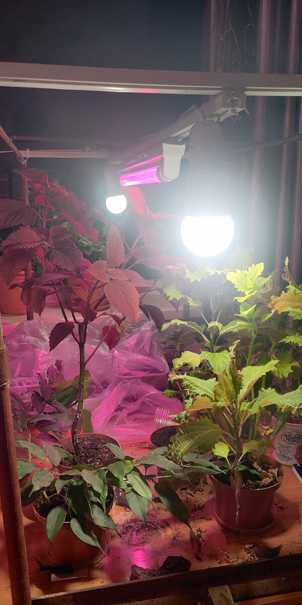 Как видно, под белым светом растения себя чувствуют намного лучше