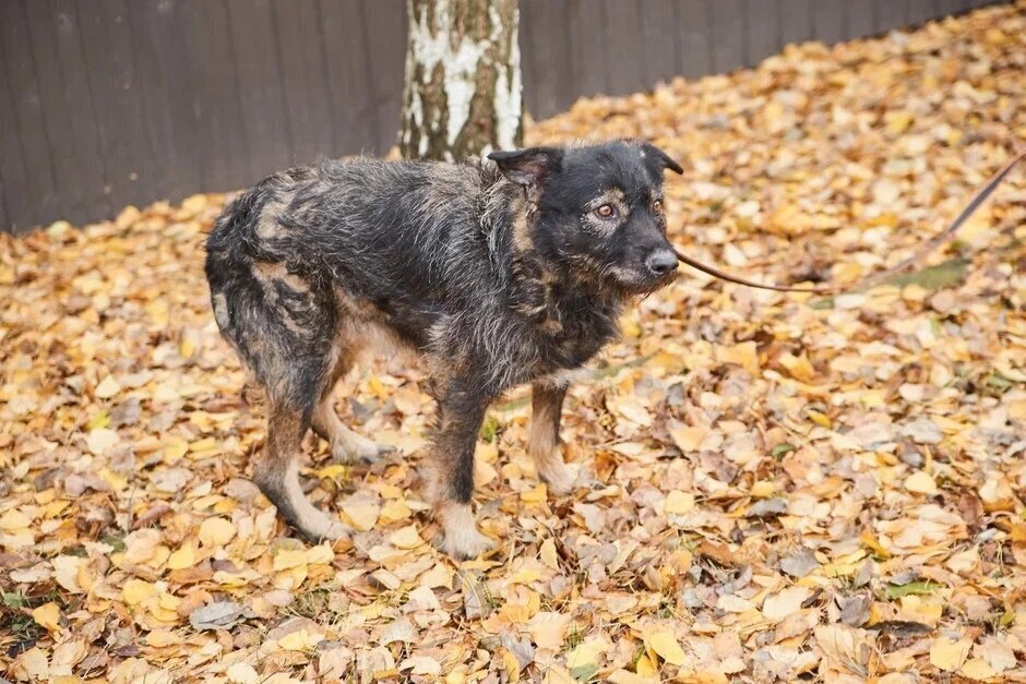 прошу помощи в оплате передержки. помогите нам люди. пожалуйста хватит мем. помогите оплатить долг в клинике. аукцион собак.