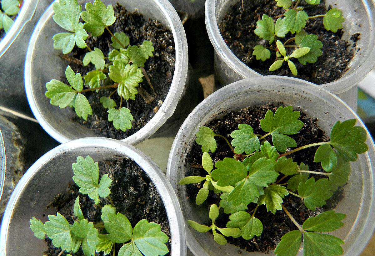 лунный календарь дачника на март 2024. календарь посева на 2023 год. лунный календарь 2022 для садоводов. лунный календарь дачника на март 2024. лунный календарь дачника на март 2024.