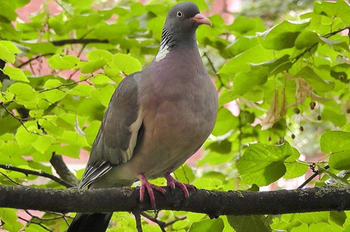    Мёртвые падали с неба.