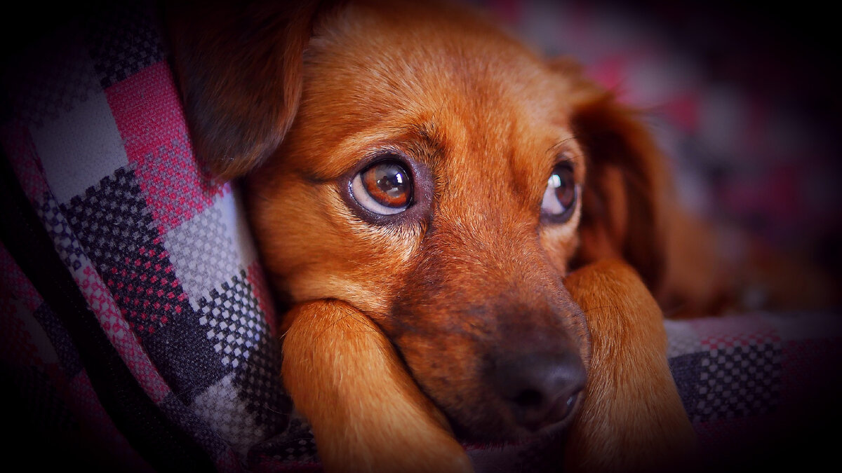 Главные причины, зачем люди заводят собак