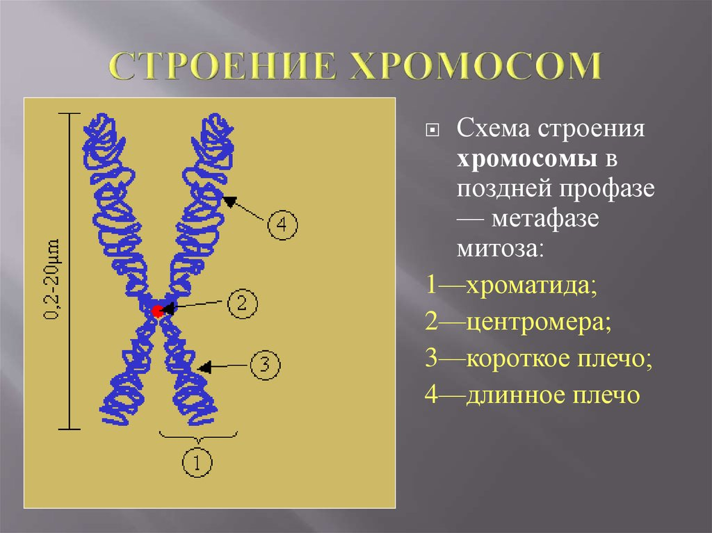 Каждая хромосома состоит. Хромосомы строение и функции. Особенности строения хромосом. Схема строения хромосомы. Хромосомы животной клетки строение и функции.