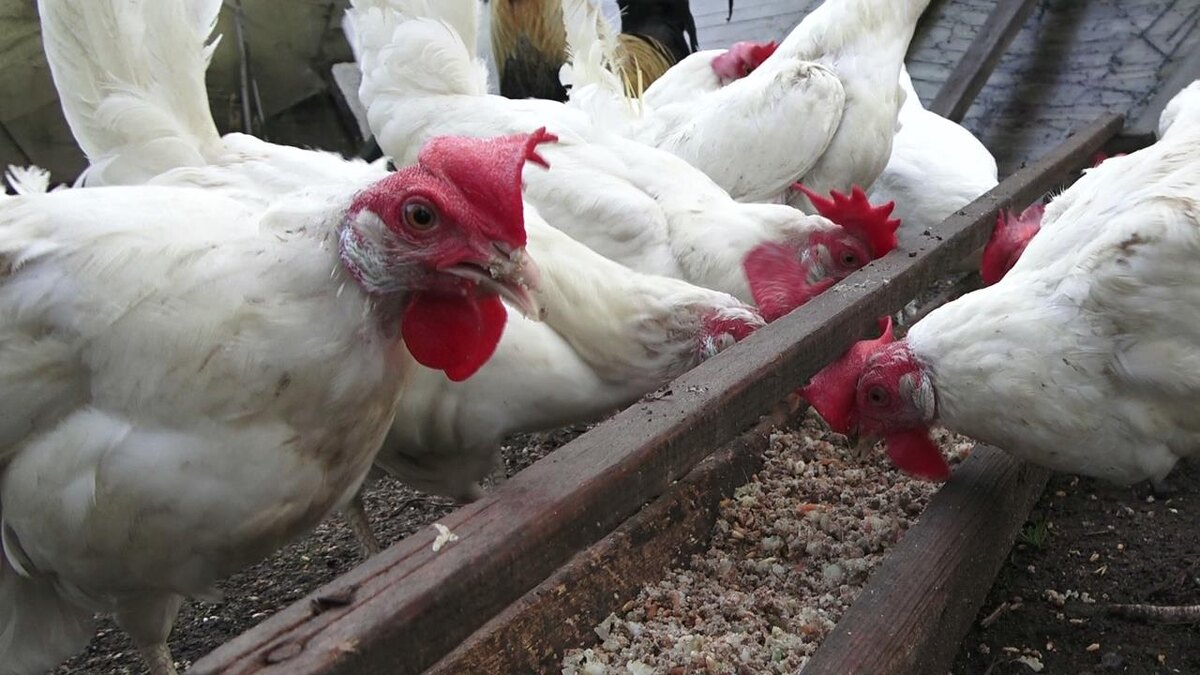 куры утром едят мешанку