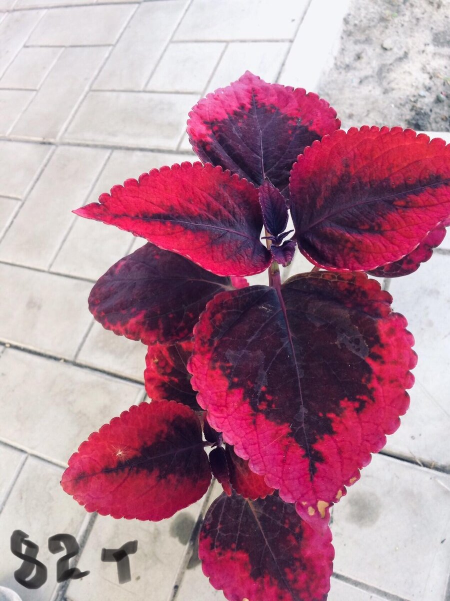 Это знаменитая Марипоза  фото автора