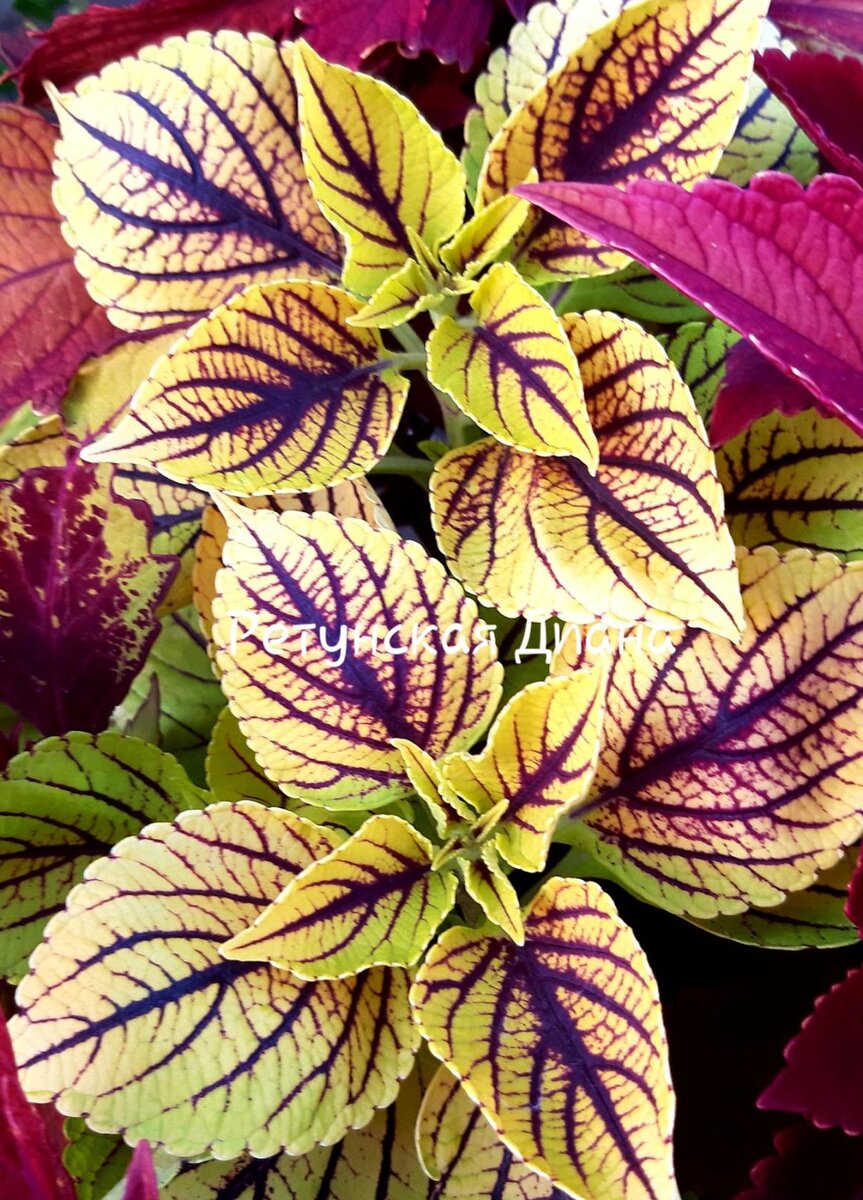 фотоавтора