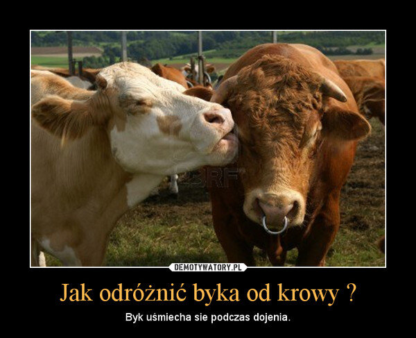 польский мем. "Как отличить быка от коровы? Бык улыбаетя во время доения"