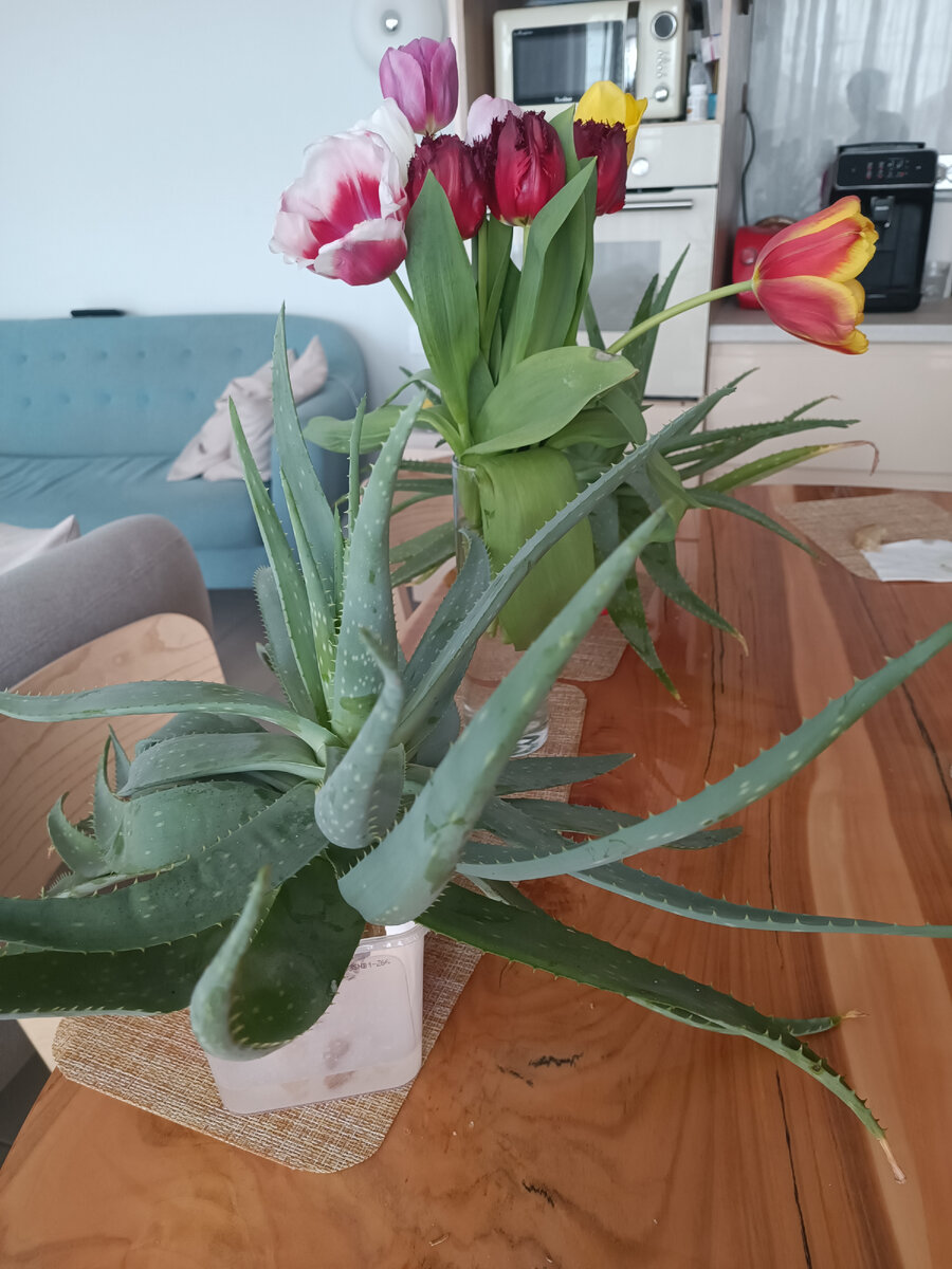 Алоэ поставлены на проращивание корней. Верхушки срезали, посмотрим, что будет