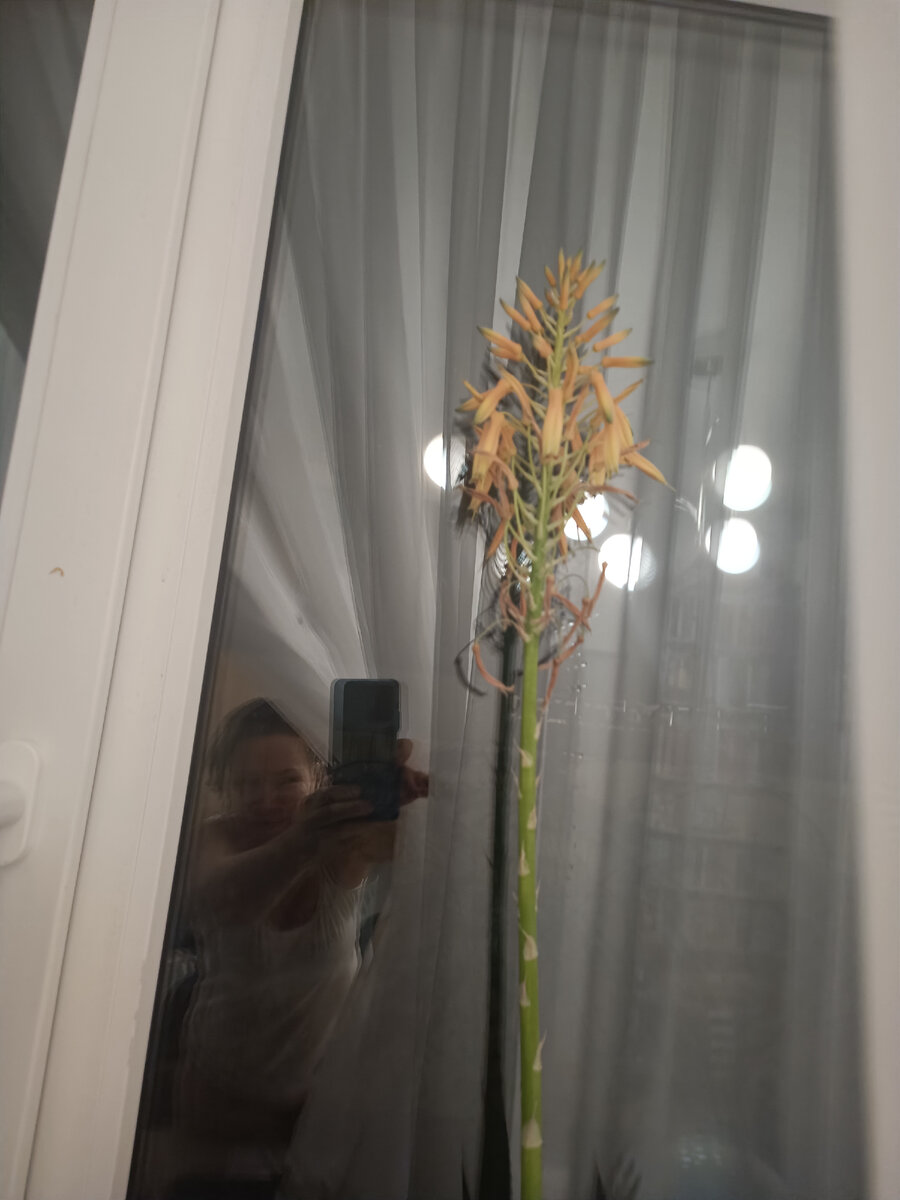 А этот алоэ зацвел к праздникам. 