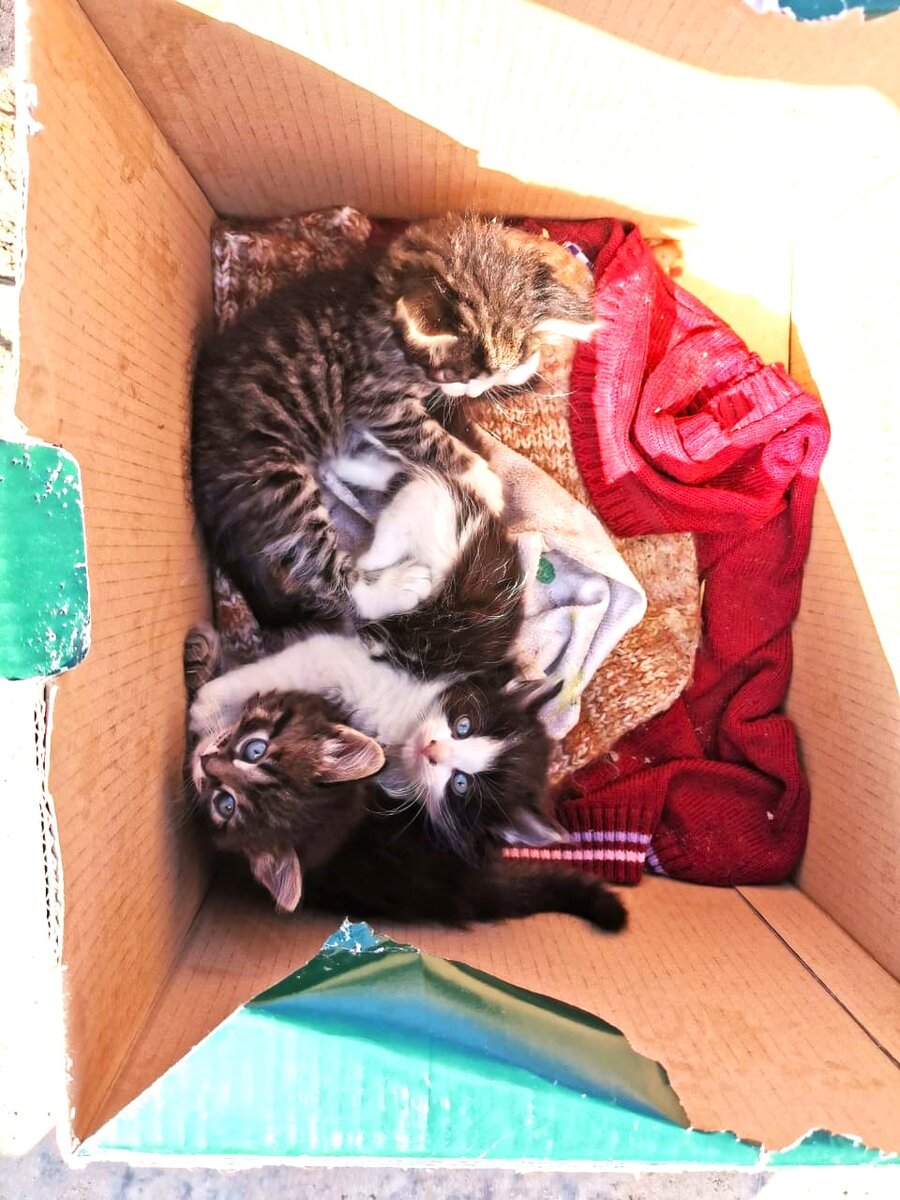 Котята в коробке