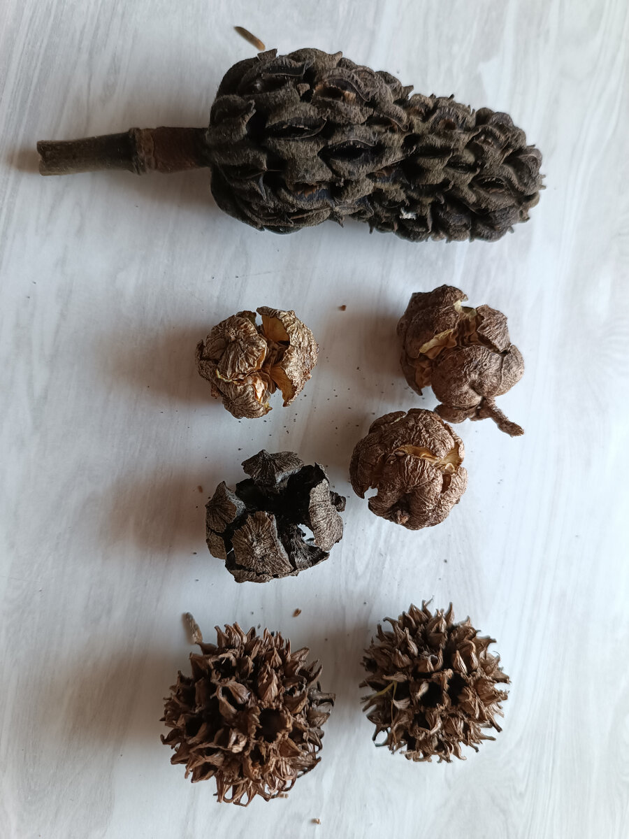 Подсказка: южные