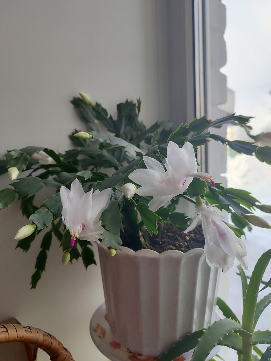 Декабрист к 8 марта порадовал хозяйку.