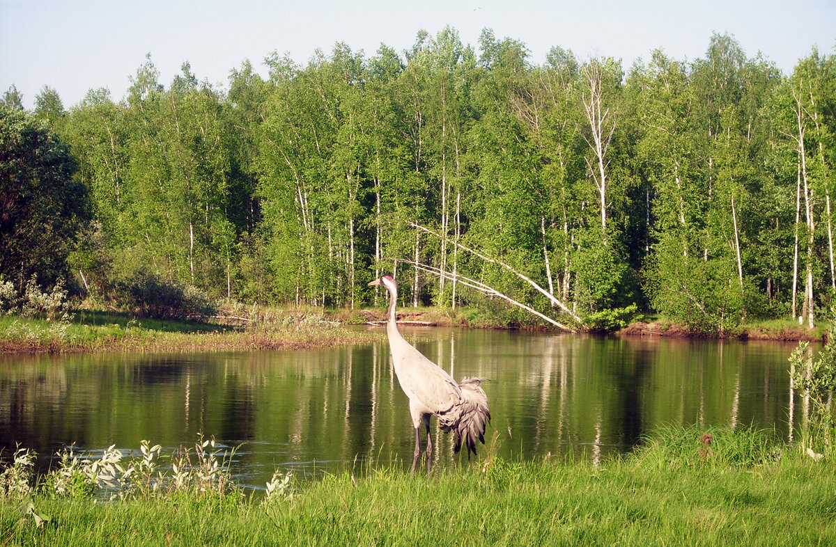 © фото из интернета | 🌿 Окский заповедник:🏞️ уникальный природный комплекс и его обитатели 🦅 