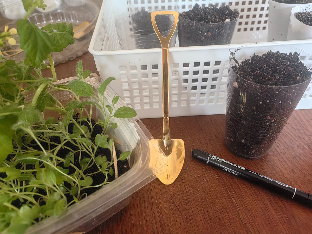 Приступаю к пересадке.