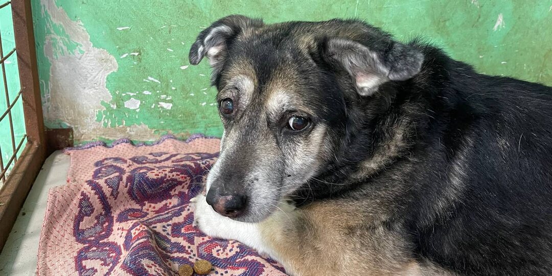 Нашлась хозяйка старенького пёсика, который чуть не замёрз в снегу. Зовут его Тиша и ему 14 лет