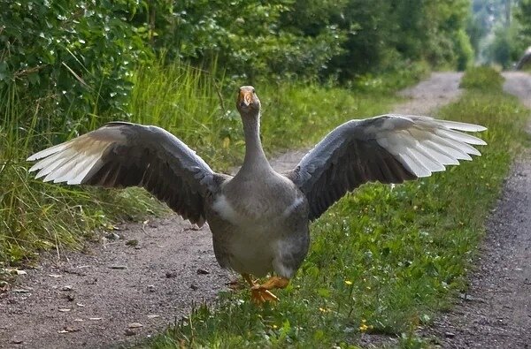 Яндекс фото.