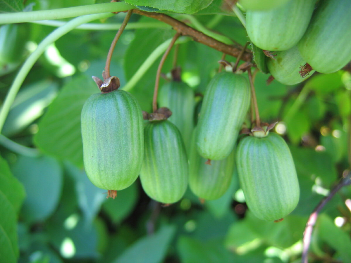 Сорт актинидии - Парковая