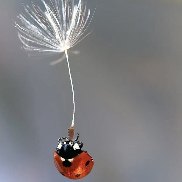 Фото из интернета 