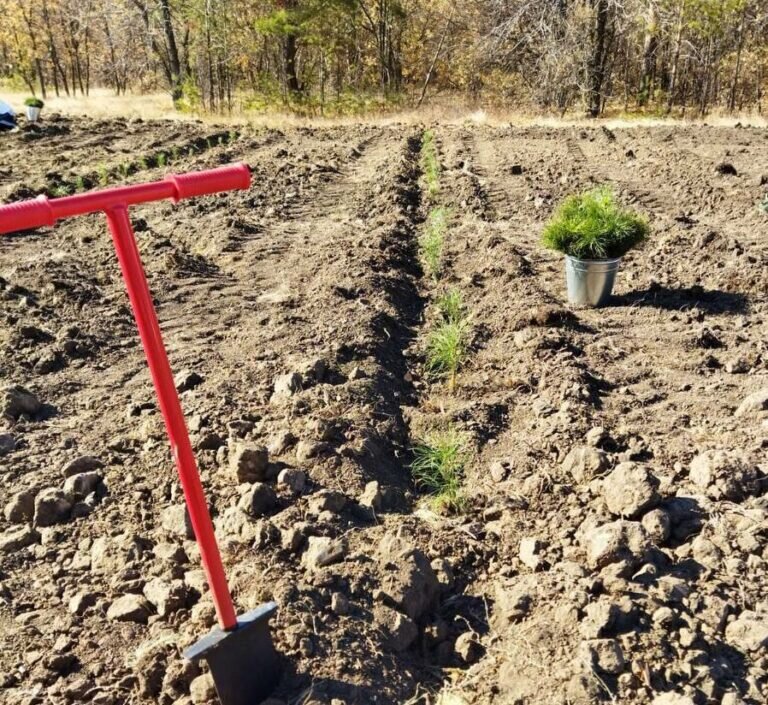    В Оренбургской области в 2024 году высадят более тысячи гектаров леса Кристина Просвиркина