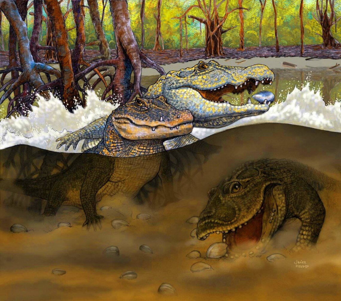 Kuttanacaiman iquitosensis (слева), Caiman wannlangstoni (справа) и Gnatusuchus pebasensis. Изображение: Javier Herbozo.