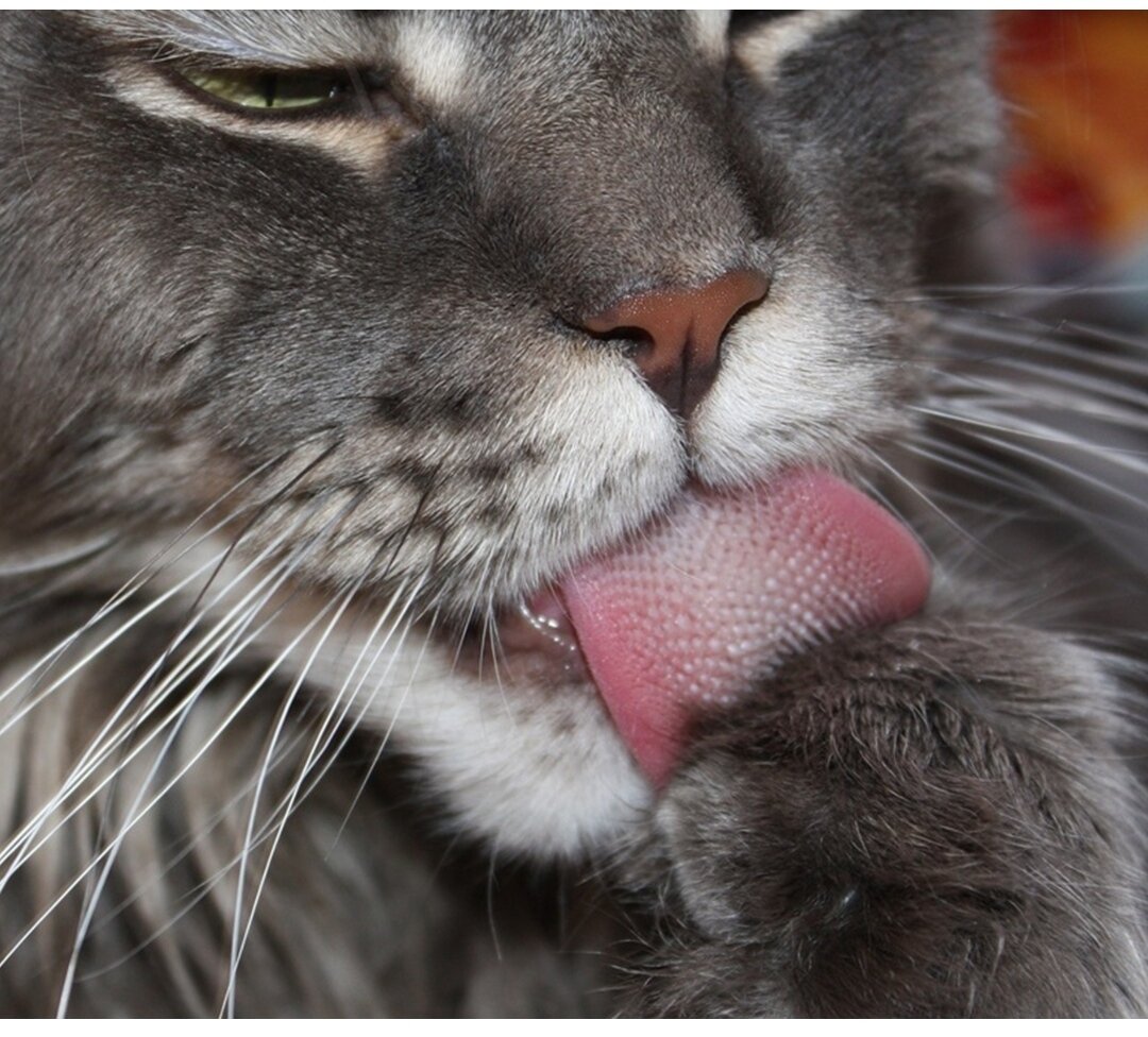 Фото из интернета