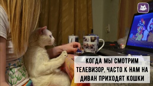 😺Что видят кошки, когда смотрят телевизор