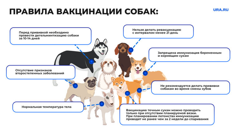 Весной собак следует прививать от клещей, глистов и бешенства 
Инфографика URA.RU